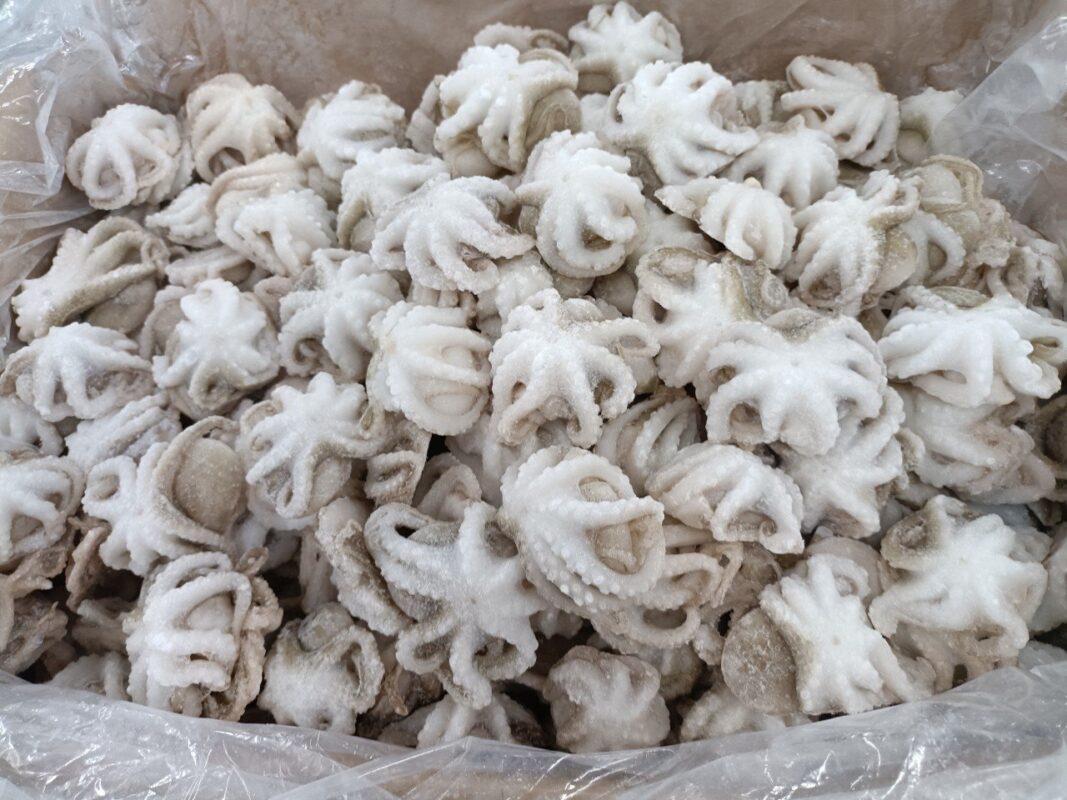 tuộc đông - hải sản Hoàng Long TC
